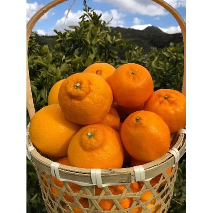 【産地直送】 食べ頃柑橘おまかせバラエティーセット