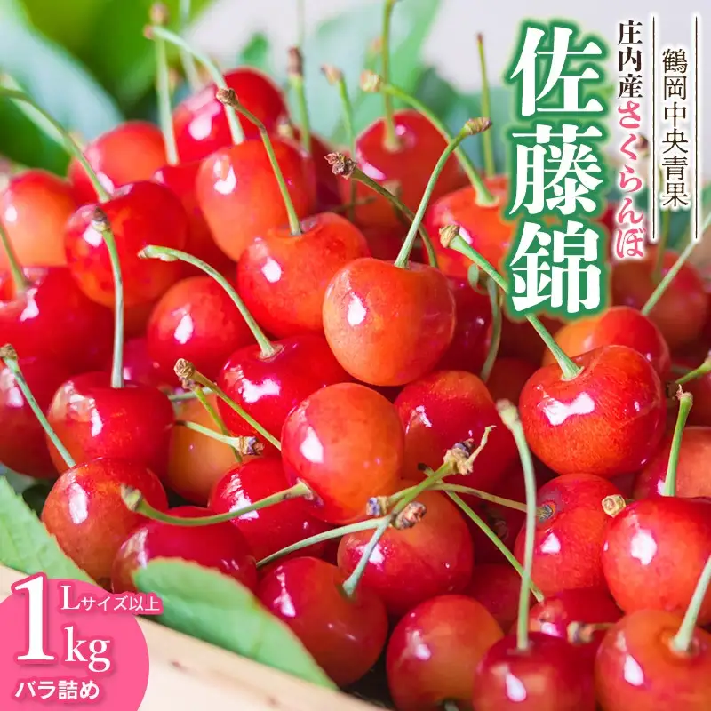 【令和8年産】さくらんぼ 佐藤錦　バラ詰め 1kg　Lサイズ以上　山形県鶴岡市　鶴岡中央青果　| サクランボ チェリー 山形 鶴岡 庄内産  東北 果物 くだもの フルーツ 1キロ  産地直送 甘い 完熟 旬の果物 果実 人気 美味しい お取り寄せ 返礼品
