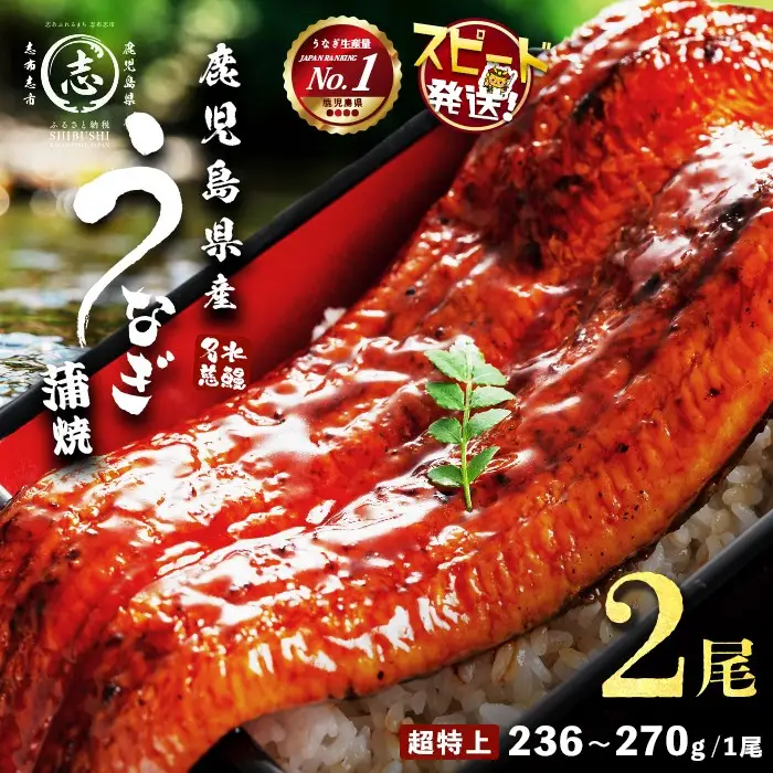 【10営業日以内に発送】【数量限定】鹿児島県産うなぎ蒲焼 名水慈鰻 超特上 2尾(1尾あたり236~270g)＜計500g以上＞ うなぎ 鰻 ウナギ 2尾 国産 蒲焼 かばやき 冷凍 真空 真空パック 無頭 うな重 ひつまぶし タレ 山椒 a5-352