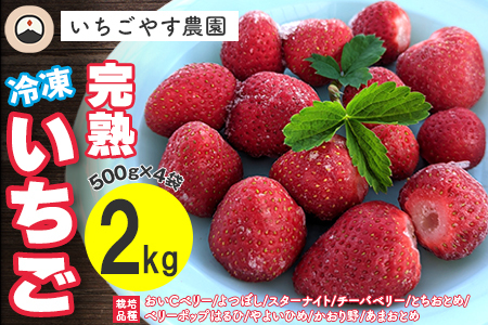 冷凍 完熟いちご２kg（500g×4袋）／いちごやす農園