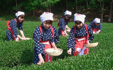 オリジナル絵葉書付きチャレンジ茶摘み体験券（1名様用）