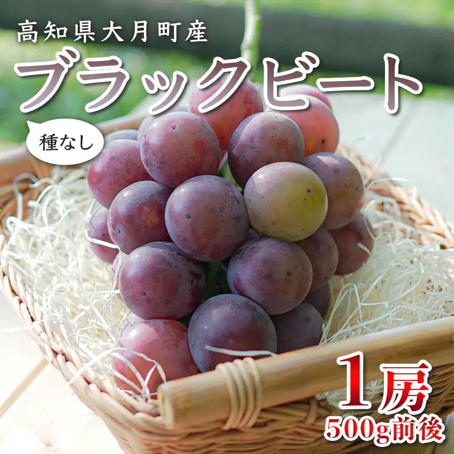 【2026年8月発送予定】ぶどう 種なし ブラックビート 1房 (500g) ブドウ 葡萄 数量限定