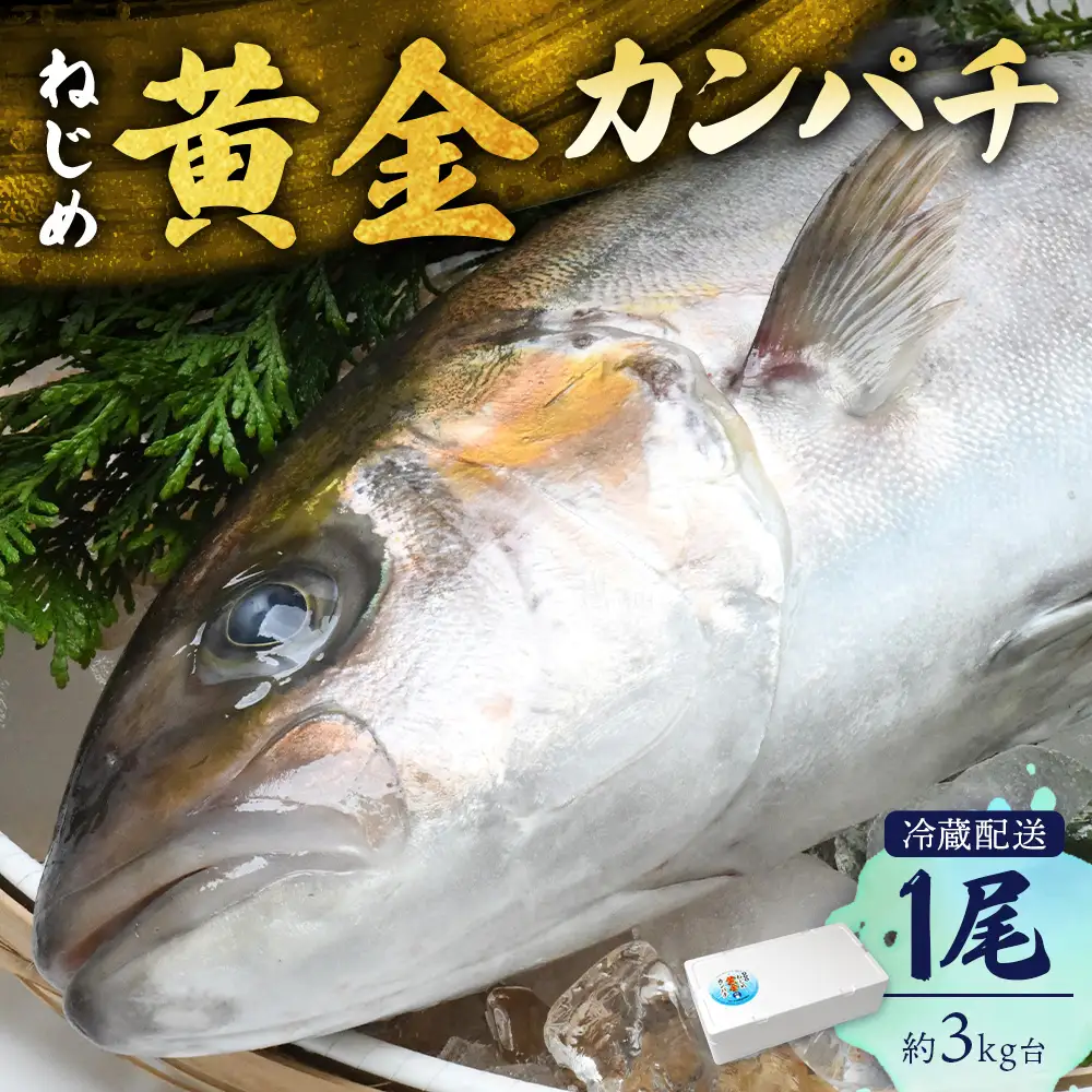 【着日指定可】2026年7月～9月配送不可 鹿児島県 ねじめ黄金カンパチ 1尾 約3.0kg台 (3.0～3.9kg) JF-501 | 魚 直送 養殖 根占 さかな かんぱち 漁師 刺身 寿司 鹿児島県 南大隅町 漁業協同組合ねじめ支所