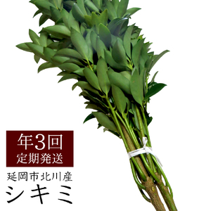 延岡市北川産シキミ（80cm程度）（3月・8月・12月定期配送） N009-YA221