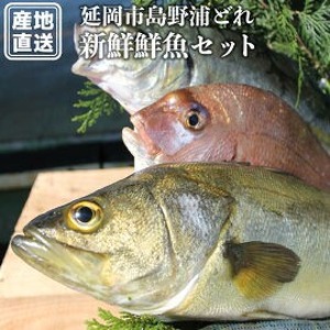 延岡市島浦島育ちの厳選鮮魚セット N015-YZC002