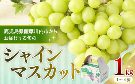 【先行予約】【数量限定】鹿児島県産シャインマスカット 1kg （1～4房）「2026年7月下旬より順次出荷予定」  AS-479