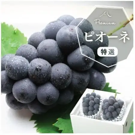 【2026年発送】山梨産 ピオーネ(種なし) 2房 約1kg 化粧箱入り 産地直送でお届け【配送不可地域：離島・沖縄県】【1021829】