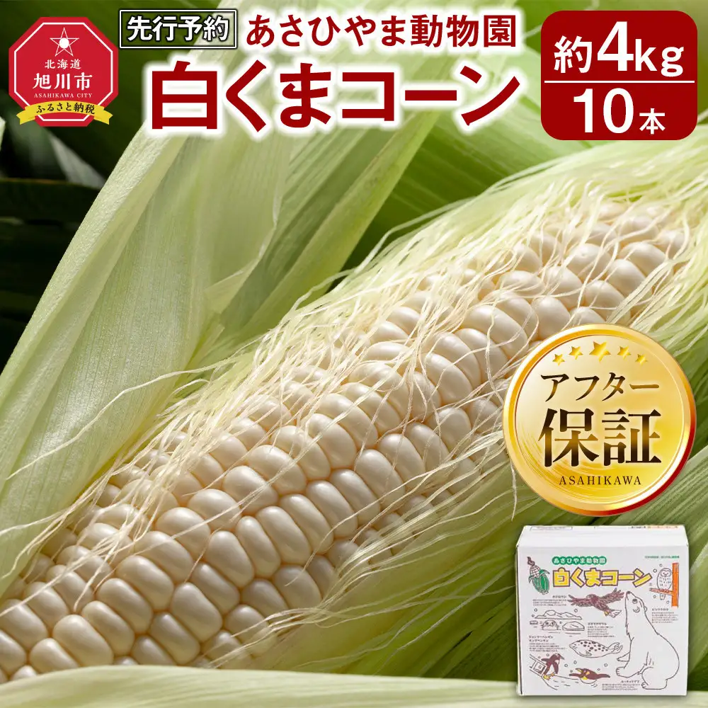 高評価★5.0【先行予約】あさひやま動物園しろくまコーン4kg(ホワイトレディ10本)2026年8月下旬から発送開始 | とうもろこし とうもろこし 北海道 限定 _00308