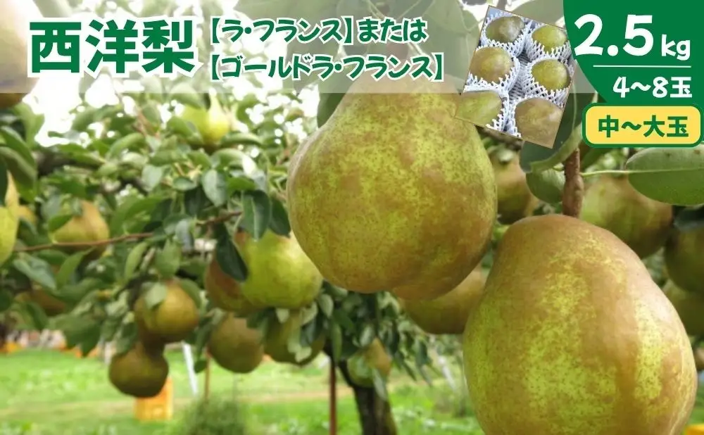 西洋梨（ラ・フランスまたはゴールドラ・フランス）２.５ｋｇ　中玉～大玉　0075-2608