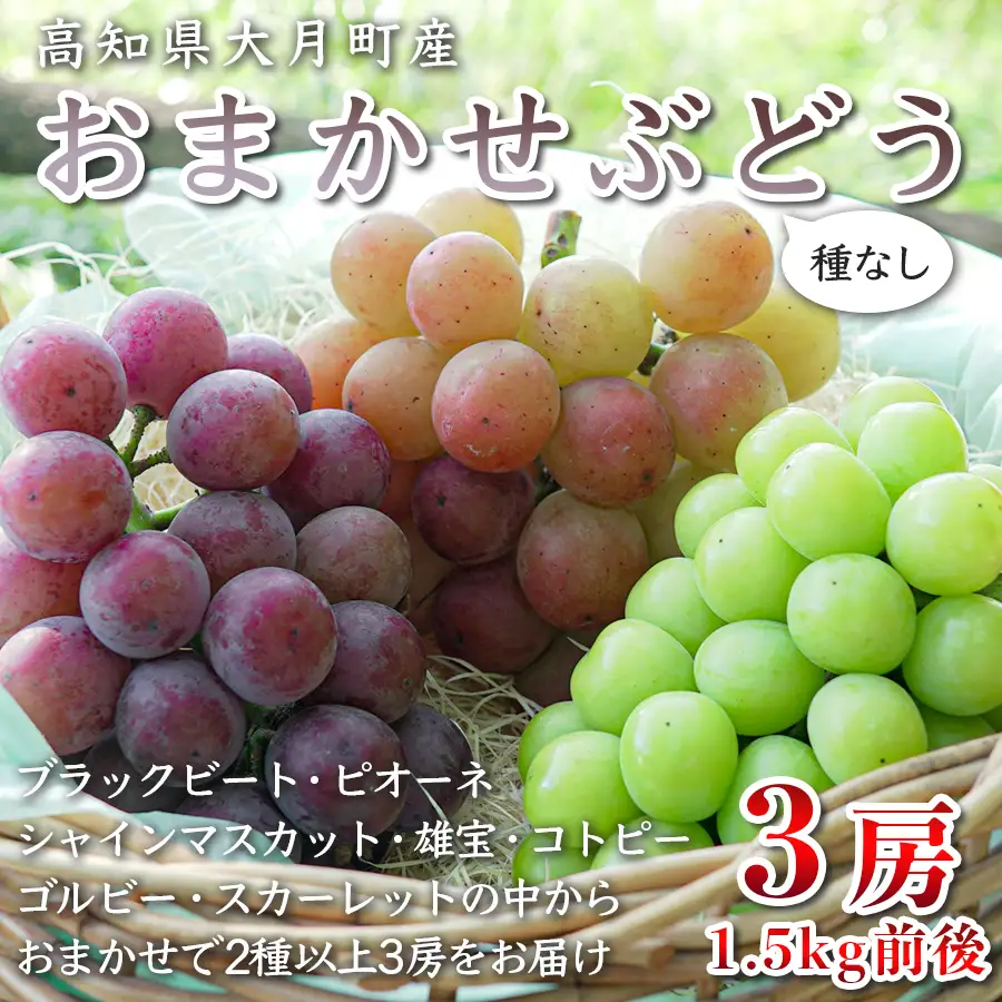 【2026年8･9月発送】ぶどう 種なし おまかせ 3房 (1.5kg) シャインマスカット ブドウ 葡萄 グレープ 贅沢 厳選 数量限定 期間限定 先行予約 冷蔵 果物 くだもの フルーツ ギフト 贈答 おすすめ 人気 松田ぶどう園 高知 大月町
