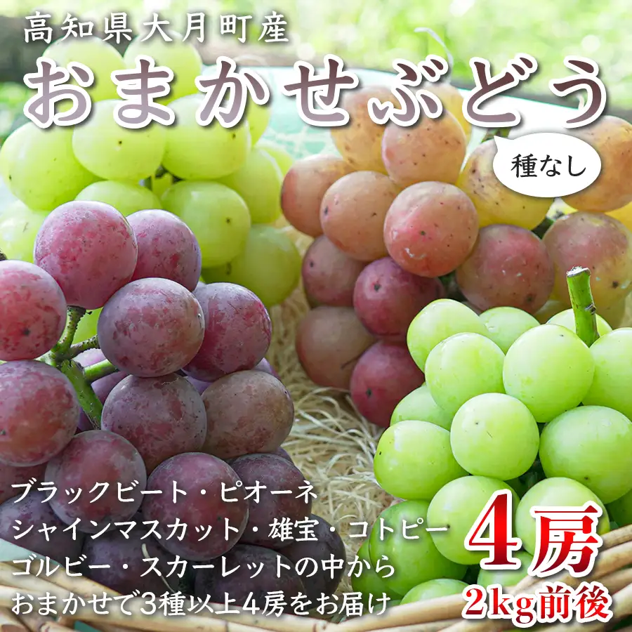 【2026年8･9月発送】ぶどう 種なし おまかせ 4房 (2kg) シャインマスカット ブドウ 葡萄 グレープ 豪華 厳選 数量限定 期間限定 先行予約 冷蔵 果物 くだもの フルーツ ギフト 贈答 おすすめ 人気 新鮮 松田ぶどう園 高知 大月町