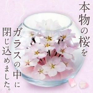 桜のボトルフラワー（久留米絣敷物付き）_ドライフラワー 桜 ボトルフラワー ソメイヨシノ 満開の桜のようにデザイン 久留米絣 敷物 ガラス容器 おしゃれ 花 インテリア 生花 ドライ加工 入学祝 卒業祝 合格祝 就職祝 旅立ち お祝い 記念 ギフト 贈り物 送料無料 〔Qb018〕