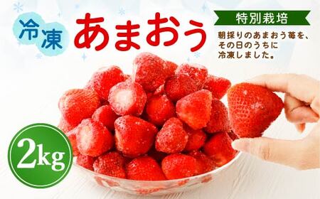 【特別栽培】うるう農園 冷凍あまおう 2kg あまおう イチゴ いちご 苺 フルーツ 果物