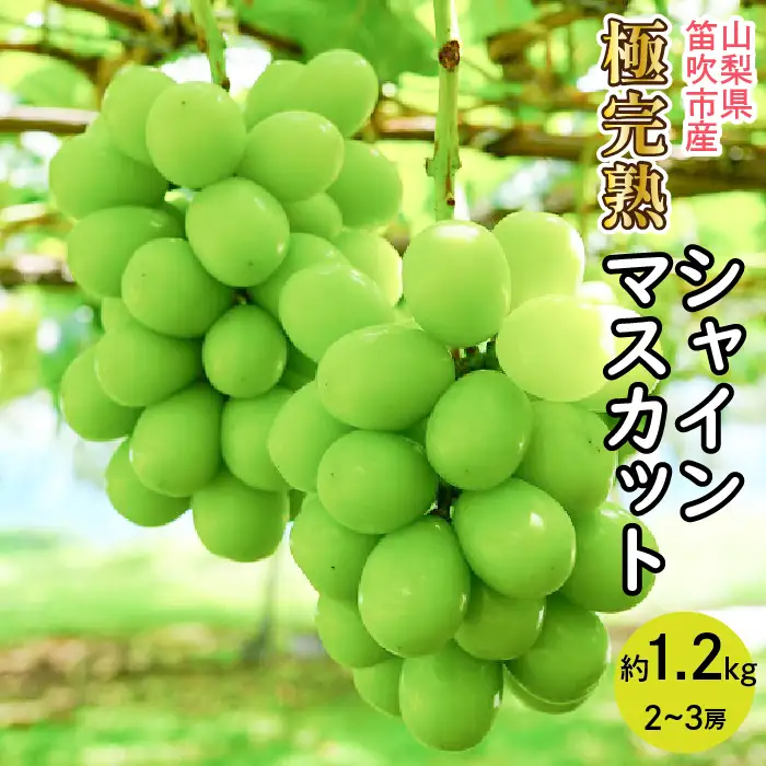 【2026年発送★先行予約】☆絶品☆ シャインマスカット 2-3房約1.2kg 090-004-26y