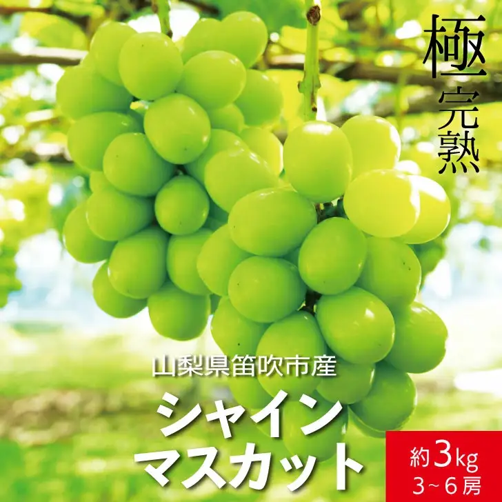 【2026年発送★先行予約】☆絶品☆ シャインマスカット 3-6房約3.0kg 090-005-26y