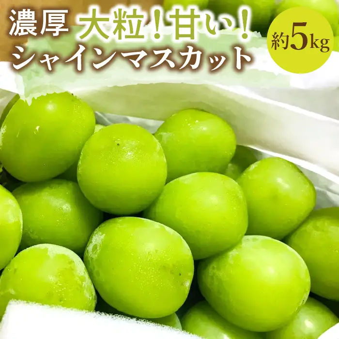 【2026年発送★先行予約】農園直送！濃厚シャインマスカット たっぷり約5kg※クール便配送 109-005