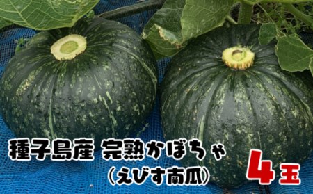 【 先行予約 】 種子島 産 完熟 かぼちゃ ( えびす南瓜 ) 4玉　NFN495 【300pt】 