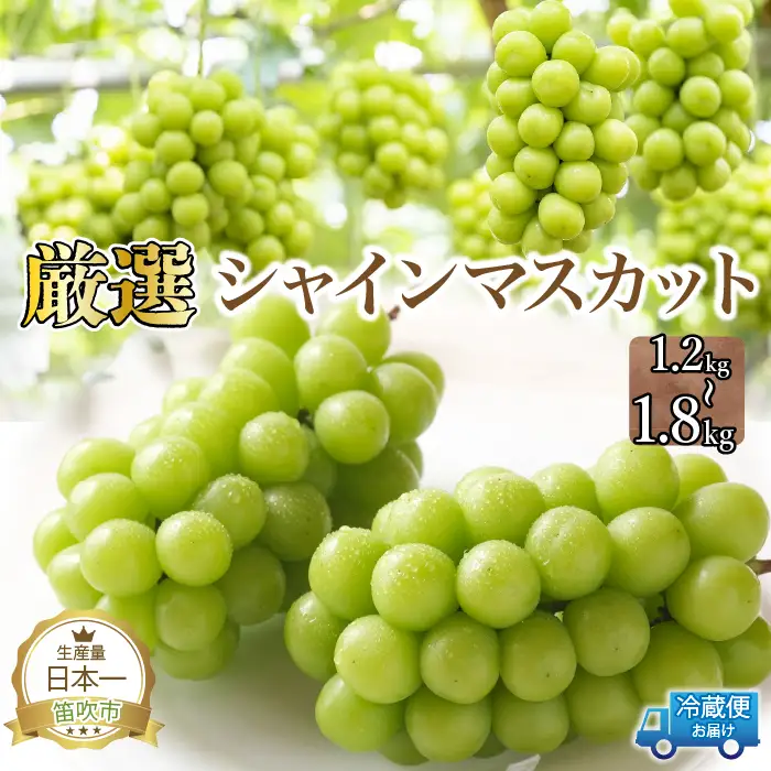 【2026年発送★先行予約】厳選シャイン1.2kg（2～4房） 111-015-26y