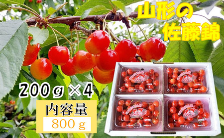 山形産 さくらんぼ 佐藤錦 L～2Lサイズ 800g(200g×4パック)  FZ26-761