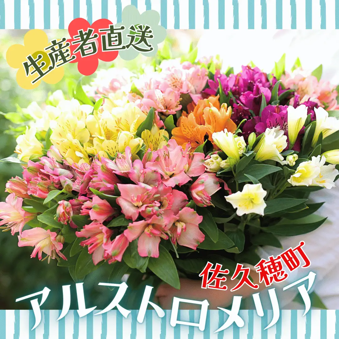 華やかな　アルストロメリア【上級品・生花】花農家直送品B　４月～８月発送　花丈80cm・30本前後［KS-102］