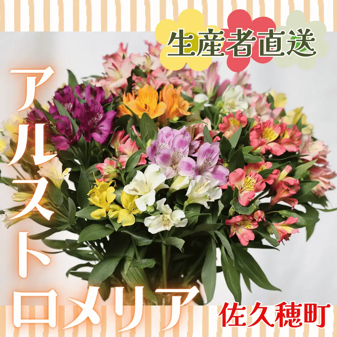 華やかな　アルストロメリア【生花】花農家直送品D　４月～８月発送　（多少茎の曲がりあり・花丈70cm・35本前後）［KS-104］