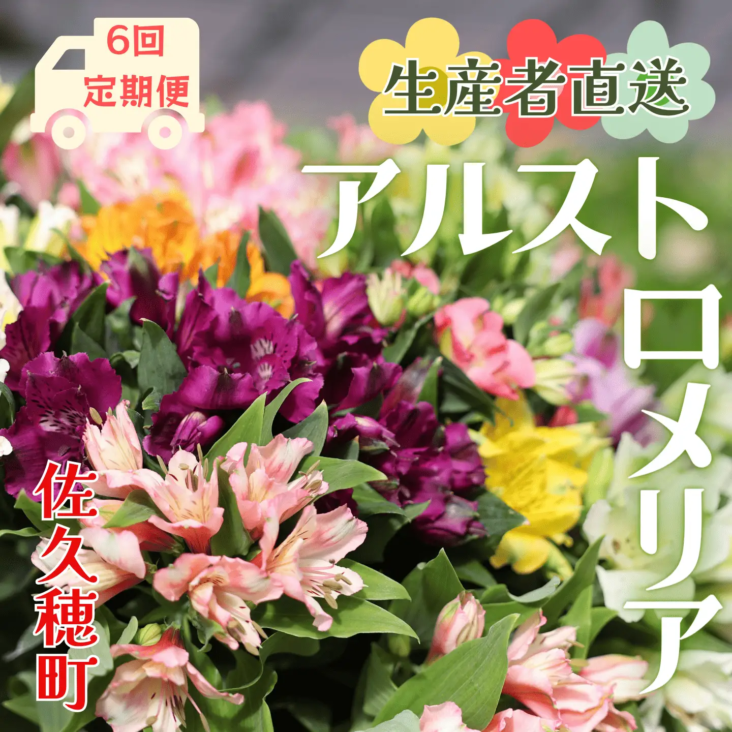 定期便６回便　切り花 アルストロメリア【生花・多少の茎曲がり有　花丈70cm・35本前後】９～３月（KS-T506）