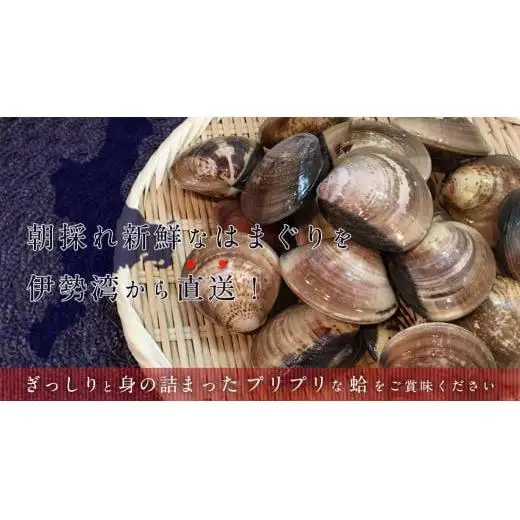 楠町名産　蓄養蛤大サイズ　たっぷり3kg　＜ハマグリ　お吸い物に、焼きはまぐりに！＞