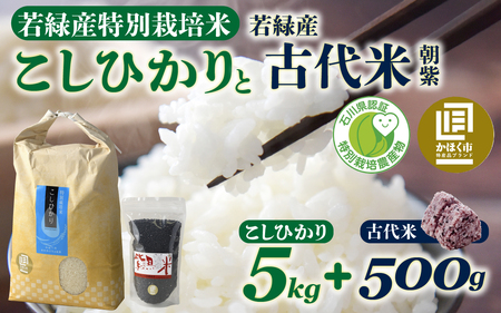 若緑産特別栽培米「こしひかり」と若緑産 古代米１セット　掛け流しの用水、自然豊かな若緑地区、安心安全