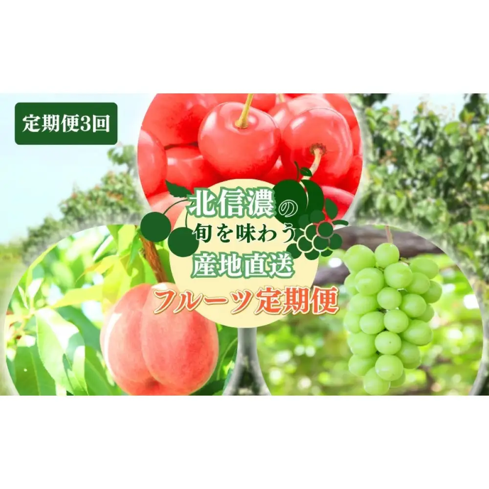 長野県 長野市産 ☆季節のフルーツ☆6月８月9月お届け さくらんぼ・桃・シャインマスカット※オンライン限定　(矢島農園) |桃 ぶどう