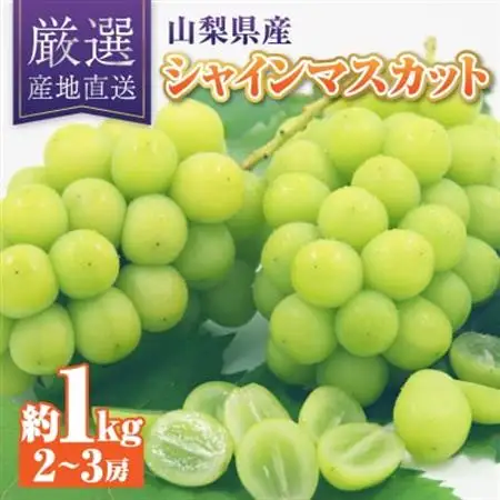 【2026年発送】シャインマスカット 約1kg 厳選!農家直送 シャインマスカット (2～3房)_甘いシャインマスカット あまいシャインマスカット 美味しいシャインマスカット おいしいシャインマスカット 人気のシャインマスカット 瑞々しいシャインマスカット _【配送不可地域：離島】【1395545】