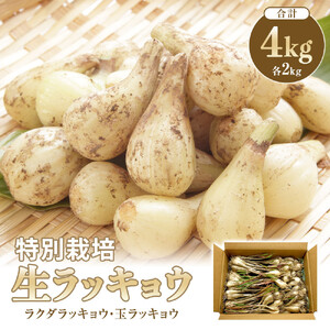 325.【特別栽培】生ラッキョウ　計4kg（ラクダラッキョウ×2kg　玉ラッキョウ×2kg）　※2026年5月下旬～7月上旬頃に順次発送予定