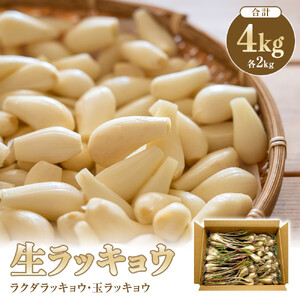 326.生ラッキョウ　計4kg（ラクダラッキョウ×2kg　玉ラッキョウ×2kg）　※2026年5月下旬～7月上旬頃に順次発送予定