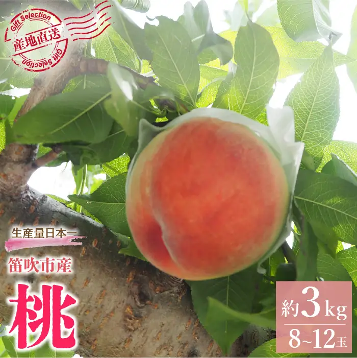 【2026年発送★先行予約】厳選！山梨県笛吹市産桃 約3kg（8～12玉） 156-002