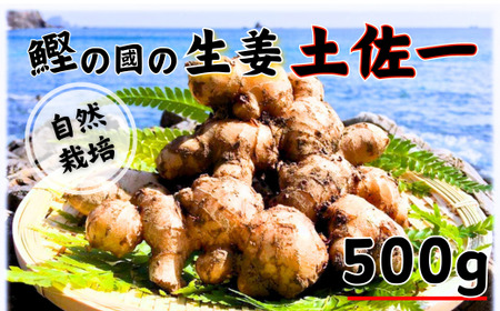 鰹乃國の生姜 ( 土佐一 ) 500g ( 自然栽培 農薬 化学肥料不使用 高知県 )