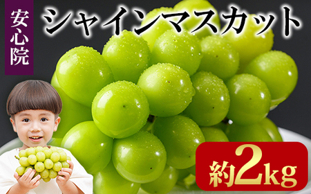 シャインマスカット(約2kg)フルーツ 果物 葡萄 ぶどう 安心院 人気 ランキング＜先行予約受付中！2026年8月下旬より順次発送予定＞＜北海道 沖縄 離島配送不可＞【106300501】【大分県農業協同組合　北部エリア】