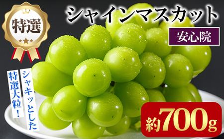 特選シャインマスカット(約700g)シャインマスカット ぶどう 葡萄 フルーツ 果物 くだもの 果実 特選＜先行予約受付中！2026年8月下旬より順次発送予定＞＜北海道、沖縄、離島配送不可＞【106300201】【大分県農業協同組合　北部エリア】