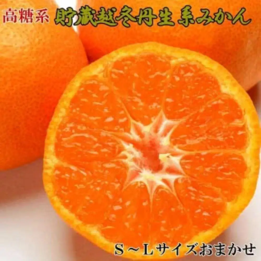［高糖系］貯蔵越冬丹生系みかん約5kg（S～Lサイズおまかせ）★2027年2月下旬頃より順次発送