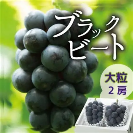 【2026年発送】山梨産ブラックビート 2房(約1kg) 化粧箱入り レアな希少品種【配送不可地域：離島・沖縄県】【1041054】