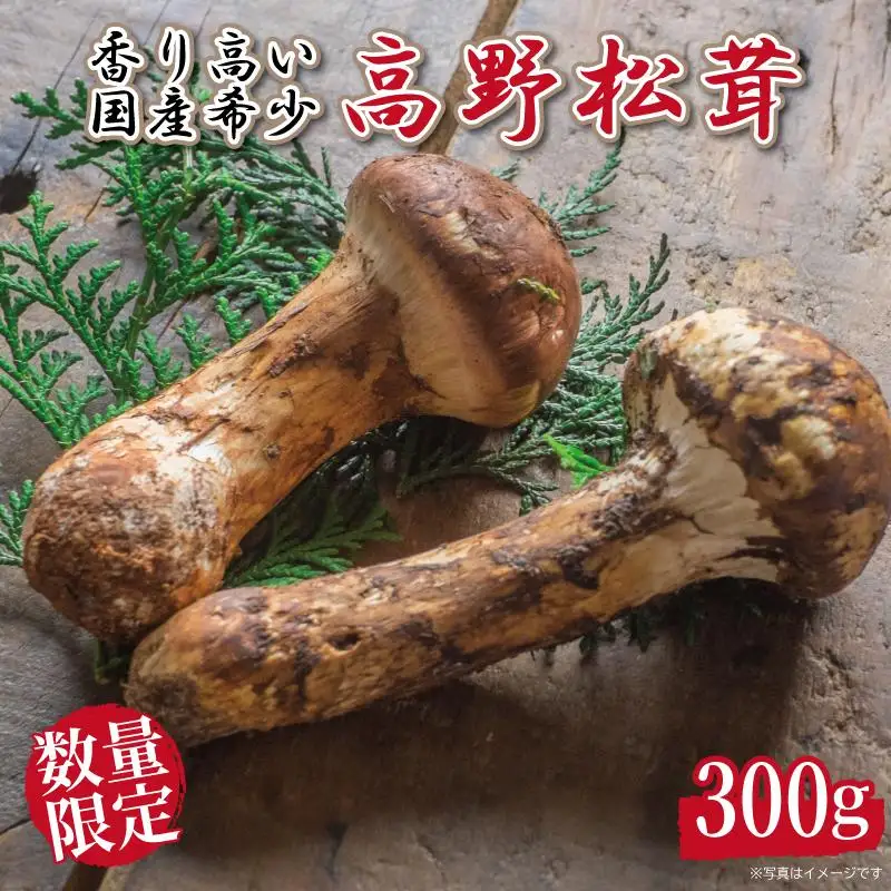 先行予約 国産松茸 約300g 数量限定 香り高く希少【和歌山県高野町産】【2026年9月下旬～11月上旬頃発送予定】