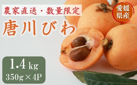 びわ 唐川びわ 約1.4kg (350g×4パック) L～3Lサイズ 農園直送 愛媛 伊予市｜B126
