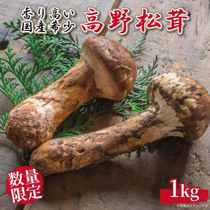 先行予約 国産松茸 約1kg 数量限定 香り高く希少【和歌山県高野町産】【2026年9月下旬～11月上旬頃発送予定】