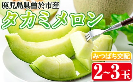 タカミメロン(2～3個入) メロン 青肉 果物【曽於市観光協会】A153-v02