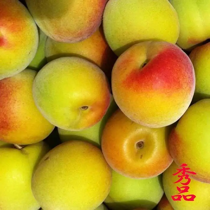 和歌山県産 紀州南高梅 完熟 秀品 5kg（3L以上〜Lサイズ混合）