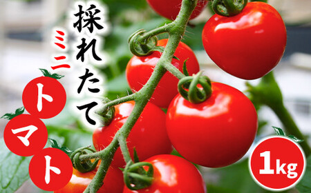 【2026年7月中旬発送開始予定】 岩手県産 採れたて ミニトマト サマー千果 約1kg 【十一代目藤助】 ／ ミニ トマト とまと 新鮮 旬 プチトマト 野菜 やさい 期間限定 季節限定 国産 八幡平市産 産地直送 農家直送 おすすめ オススメ 1キロ