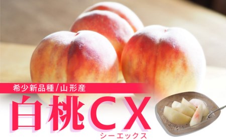 《先行予約 2026年9月下旬発送》山形県産 白桃CX 秀品 2.5kg もも モモ 桃 デザート フルーツ 果物 くだもの 果実 食品 山形県 FSY-0582