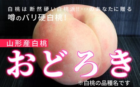 《先行予約 令和8年発送》山形県産 おどろき白桃 秀品 3kg もも モモ 桃 デザート フルーツ 果物 くだもの 果実 食品 山形県 FSY-0583