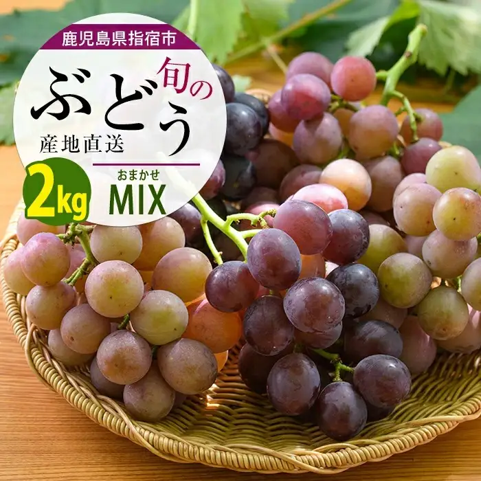 2026年7月上旬～順次発送 迫田果樹園のぶどう 指宿産ぶどうのおまかせミックスセット約2.0kg 迫田果樹園 IB064-003 ぶどう ぶどう