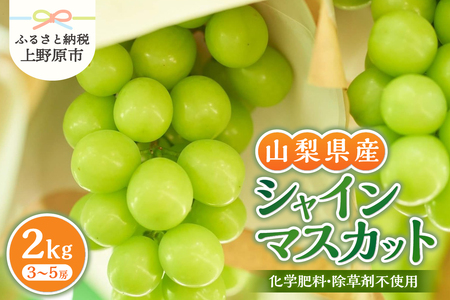 【2026年先行予約】 山梨県産シャインマスカット 2kg（3～5房）【化学肥料、除草剤不使用】ぶどう 葡萄 フルーツ 果物 農園直送