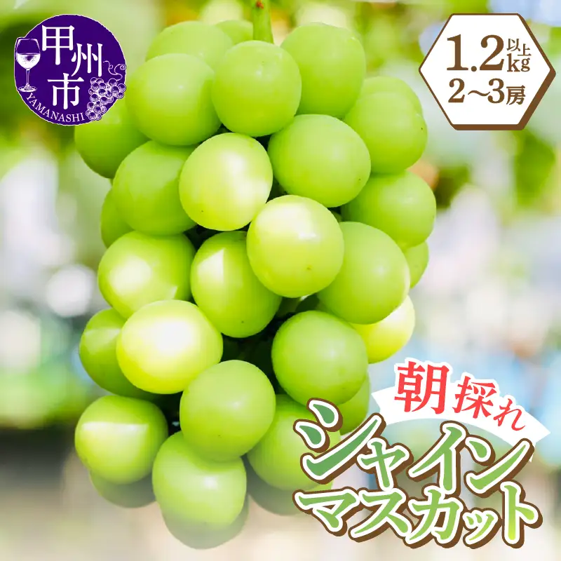 感謝を込めて最高の朝採りシャインマスカットをお贈りします！1.2kg以上（2～3房）【2026年発送】（LMS）B12-476 シャインマスカット フルーツ