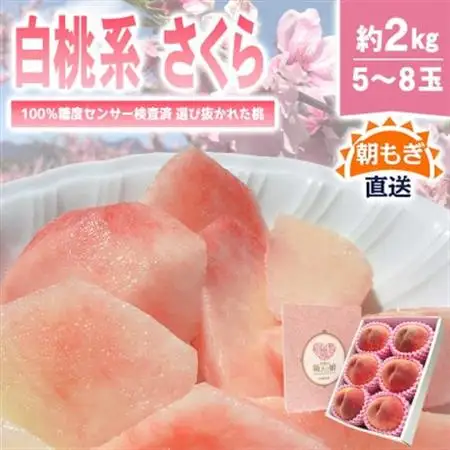 《2026年発送》桃 『白桃系さくら』 約2kg 5～8玉 朝もぎ 直送! 選び抜かれた桃【配送不可地域：離島】【1110149】